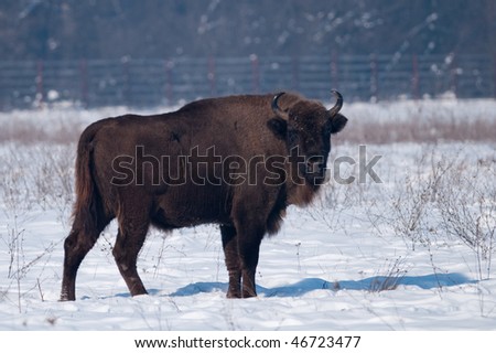 European Bison (Bison bonasus) in winter time