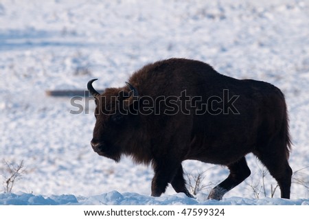 Male of European Bison (Bison bonasus) in Winter Landscape
