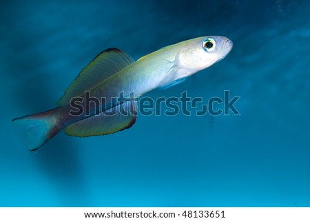 scissortail goby