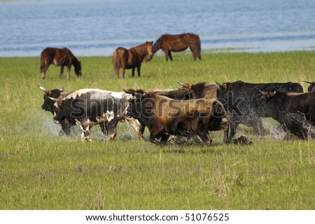 Herd of Bulls Running Through Water