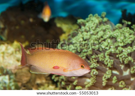 Yellow spotted fish in saltwater aquarium