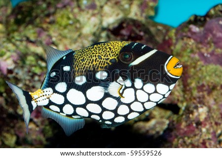 http://image.shutterstock.com/display_pic_with_logo/10069/10069,1282500960,1/stock-photo-clown-triggerfish-balistoides-conspicillum-in-aquarium-59559526.jpg