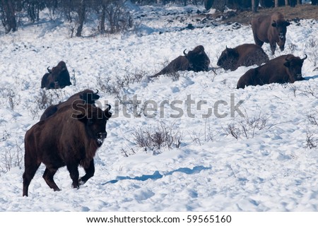 Herd of European Bison (Bison bonasus) resting in Winter