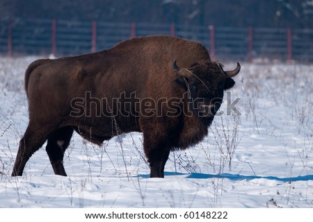European Bison (Bison bonasus) in Winter time