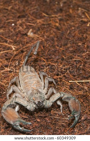 Thick Tailed Scorpion (Tityus sp.) in Terrarium