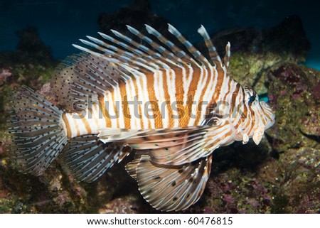 Red Volitan Lionfish