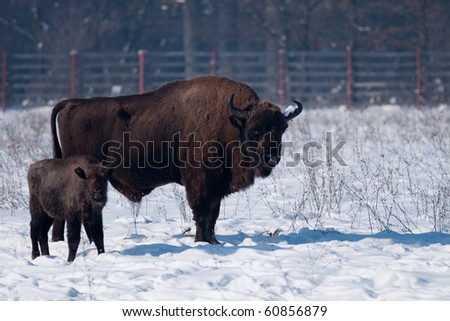 Bull and Calf of European Bison (Bison bonasus)  in winter