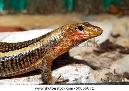 black plated lizard