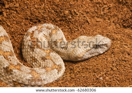yellow eyelash viper ekiiwhagahmg snakes snakes find si