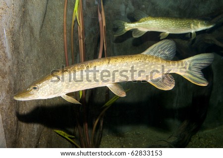 Pike (Esox lucius) in Freshwater Aquarium