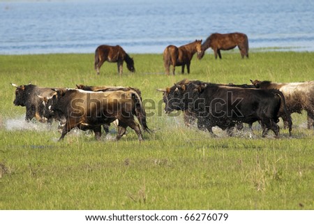 Flock of Bulls running throught shallow water