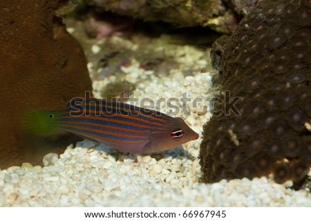 Six Line Wrasse on Coral Reef