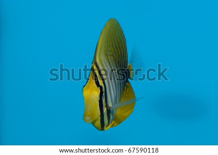 Red Tang Fish