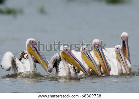 White Pelican fishing in danube delta