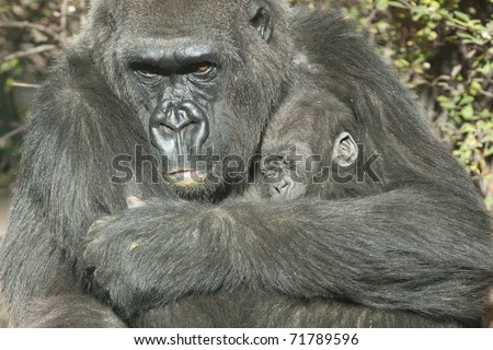 Gorilla Mother and the baby portraits