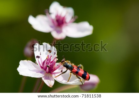 Flowering Rush (Butomus umbellatus) close up