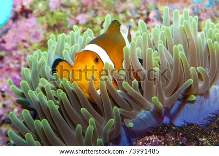 Clown Fish in Anemone Aquarium