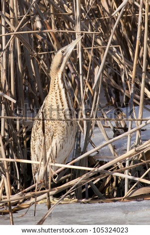 Bittern Camouflage