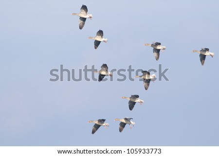 Greylag Geese flock in Danube Delta in winter