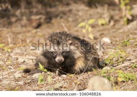 Raccoon Dog in autumn