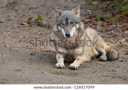 Gray Wolf Laid Down