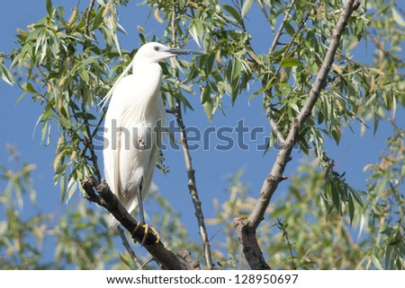 Little Egret in Danube Delta