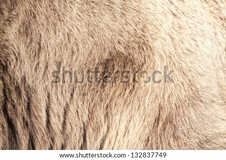 Bear Real Fur Background
