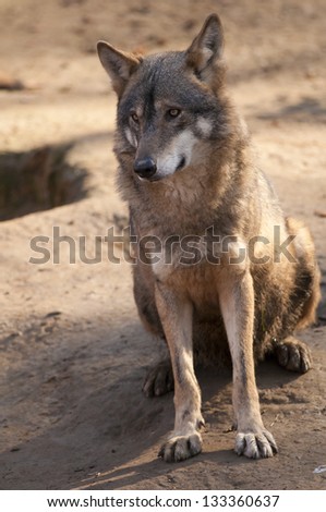 Gray Wolf Sitting