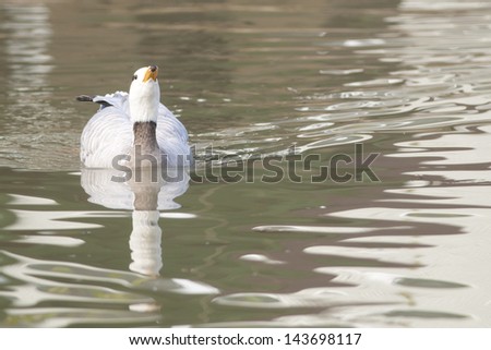 Bar-headed Goose on water