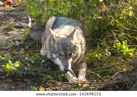 Gray Wolf eating a bone