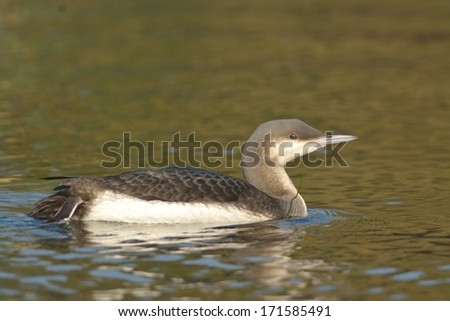Black Throated Loon or Diver (Gavia acrtica) on water