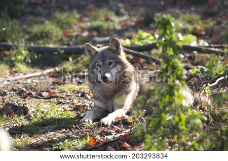 Gray Wolf Laid Down