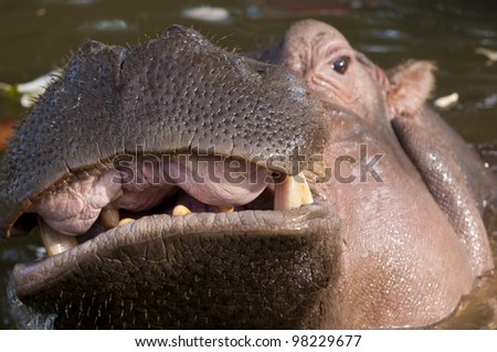 Hippopotamus with open mouth in water