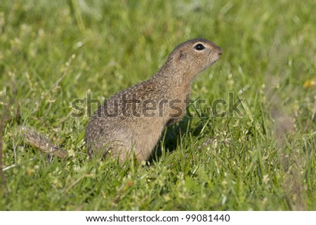 European Ground Squirrel in green grass
