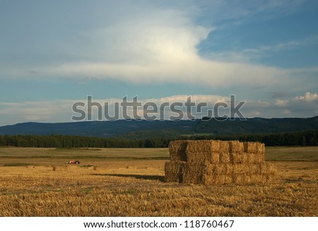 Field after harvesting crops, stubble, straw bales, magical atmosphere in the evening