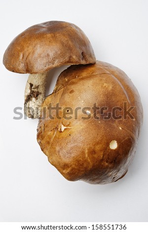 [Obrazek: stock-photo-edible-mushrooms-on-a-light-...551736.jpg]