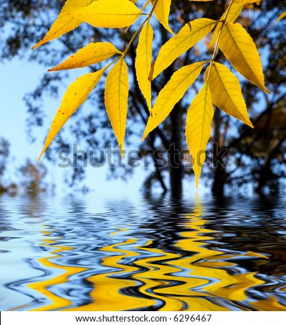 yellow leaves over water, shallow focus
