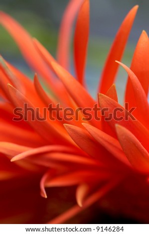 orange daisy petal