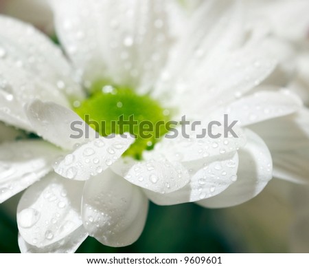 Closeup of white daisy-gerbera with soft focus