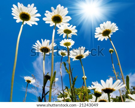 White+daisies+background