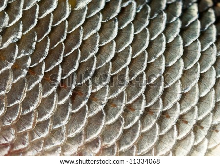 Fish Scales Background Stock Photo 31334068 : Shutterstock
