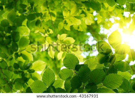 Green leaves Green leaves