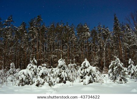 Winter forest at night time