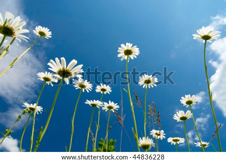 White+daisies+background