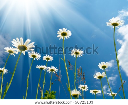 White+daisies+background