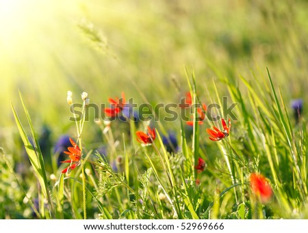 Red field flowers with green crops. Shallow DOF