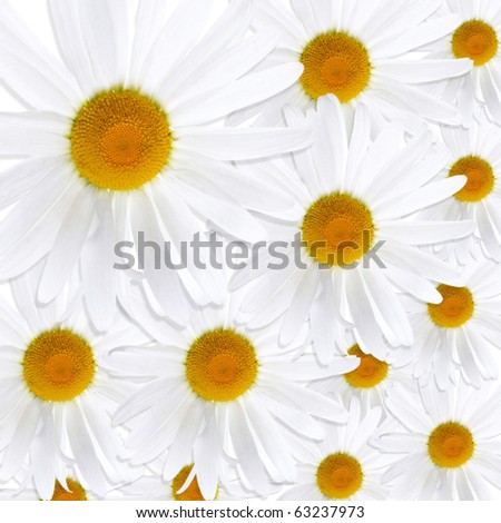 White+daisies+background