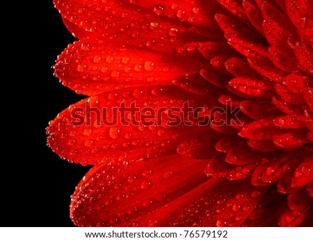 Red daisy-gerbera on black background