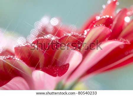 Closeup of red daisy-gerbera with waterdrops. Soft focus and star filter used