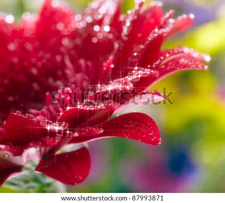 Closeup of red daisy-gerbera with waterdrops. Soft focus and star filter used